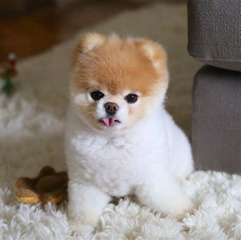 Scout Top 10 Cutest Dogs Who Are Internet Famous