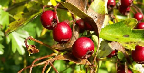 Hawthorn can grow in the form of small tree or thorny shrub. Hawthorn Berry Nutrition: Health Benefits, Uses and ...