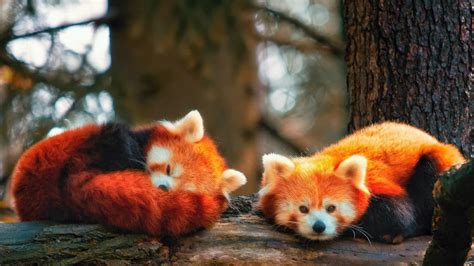 Dua Panda Merah Berbaring Di Batang Pohon Di Blur Pohon Hutan Latar