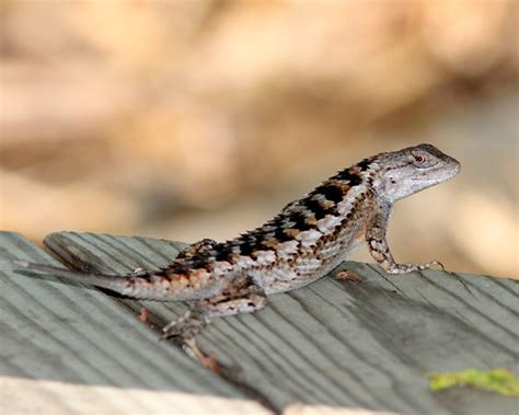Texas Spiny Lizard Sceloporus Olivaceus Dan Irizarry Flickr