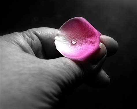 Wallpaper Rose Emotion Flower Plant Hand Finger Petal Eau