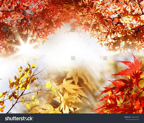 Sun Shining Through Leaves In Forest Stock Photo 106637645