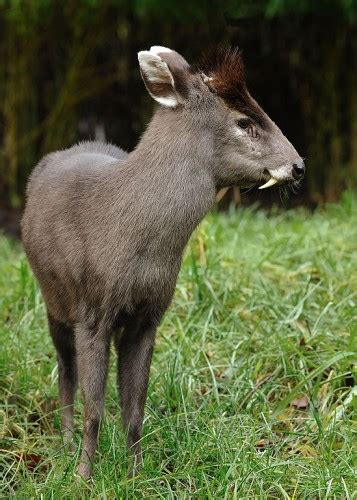 Rare Fang Tastic Tufted Deer Shocks With Its Huge Canines