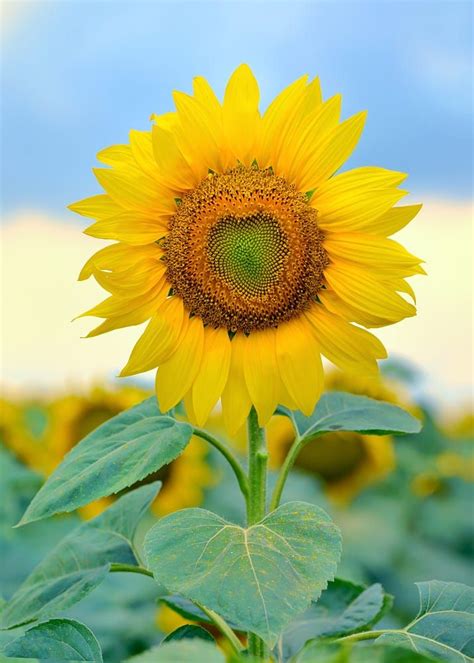 Single Sunflower Isolated By Iordache Laurențiu On 500px Sunflower