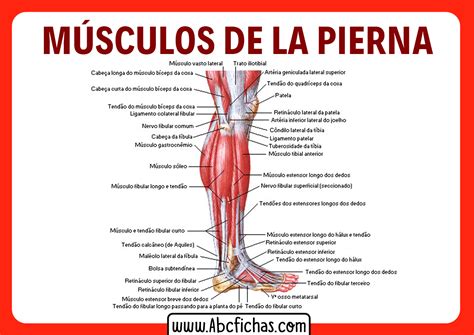 Anatom A De Los M Sculos De Las Piernas Sistema Muscular