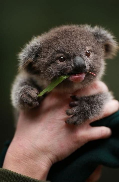 Adorable Koala Baby Eating Eucalyptus Leaf Cutest Koalas Pinterest