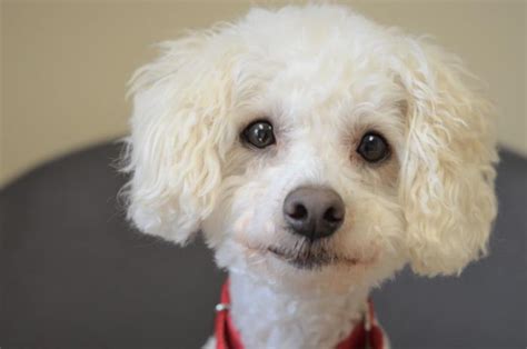 Willie Poodle Adult Adoption Rescue For Sale In Alger Washington