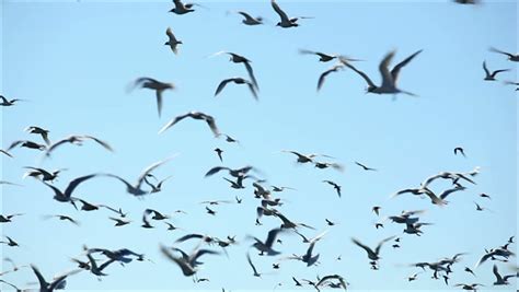 Stock Video Of Hundreds Of Birds Flying In The 2455949 Shutterstock