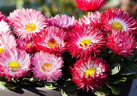 Our Top 5 Winter Flowering Plants