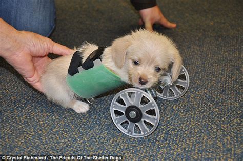 Thanks To A 3 D Printed Wheelchair This Two Legged Puppy Is On The