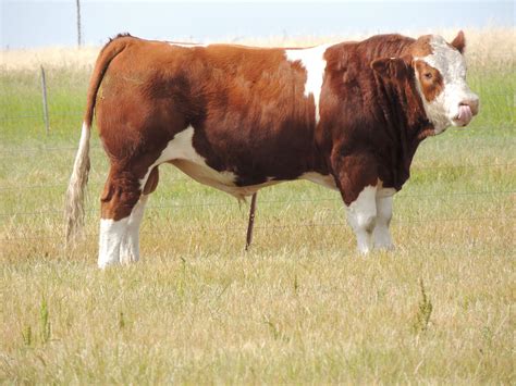 Simmental Bull Farm Cow Bull Cow Cow Calf
