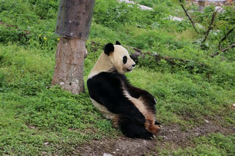Chengdu Wolong Panda Reserve Tour China Chengdu Tours Chengdu Panda