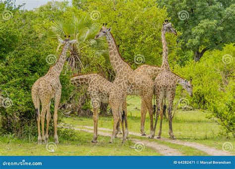 2119 Tanzania Selous Game Reserve Stock Photos Free And Royalty Free