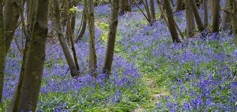 How To Plant Grow And Care For Bluebells Sarah Raven