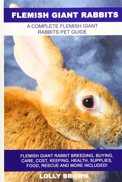 Buy Flemish Giant Rabbits Flemish Giant Rabbit Breeding Buying Care