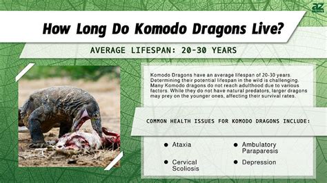 Komodo Dragon Lifespan How Long Do These Huge Lizards Live A Z Animals