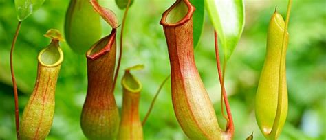 How to care for the pitcher plants? A Guide to Carnivorous Plants - Palmers Garden Centre