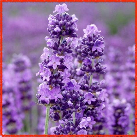 Vera Lavender Seeds For Planting Lavandula Angustifolia Etsy