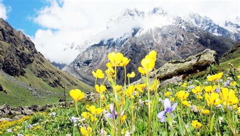 Valley Of Flowers World Heritage Site Complete Information