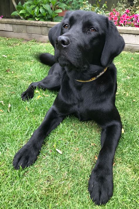 Personalised Black Labrador Ts Dopi