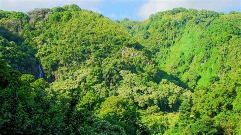 Hawaii Maui Tropical Forest Tropics Palm Trees Beach Wallpapers Hd