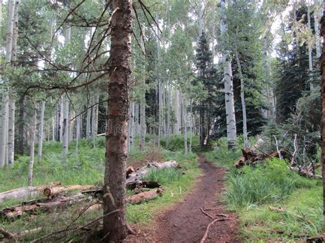 Hikng Trail Thru The Aspen Tree Forest Stock Image Image Of
