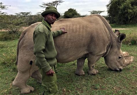 Scientists Hope To Save Northern White Rhino From Extinction The