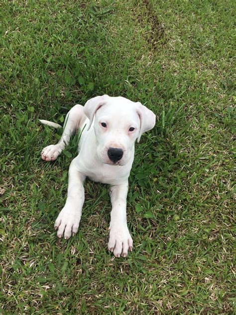 Dogo Argentino Puppies For Sale Price Bulldog Lover