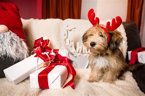 The Paw Fect Christmas T Our Top 10 Christmas Ts For Your Dog