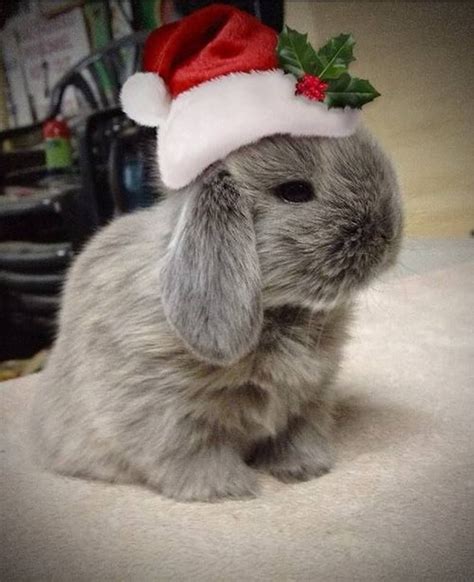 Pin By Jane Perri On ☮ Santa Christmas Bunny Christmas