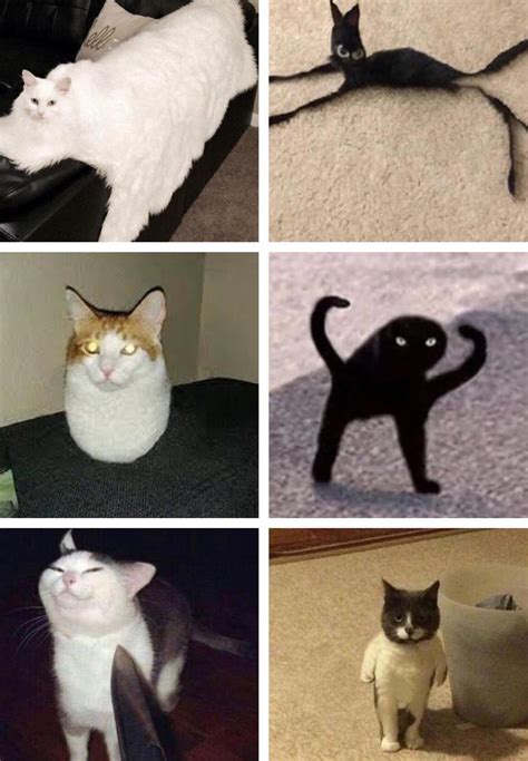Cursed Cat Images Best Cat Wallpaper