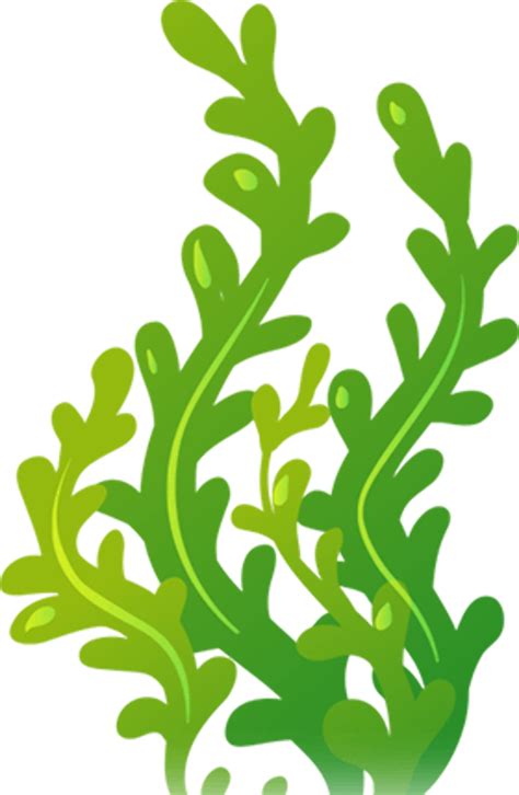 Download High Quality Seaweed Clipart Colorful Transparent