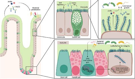 Figure 2 From Maternal Microbiota Early Life Colonization And Breast