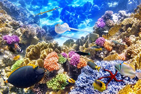 Coral Reef Backgrounds Wallpaper Papel De Parede Coral