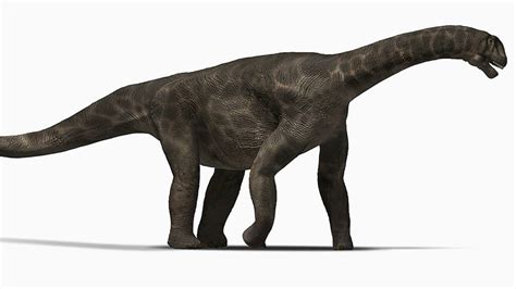 100 Million Year Old Bones Of Sauropod Dinosaurs Discovered In