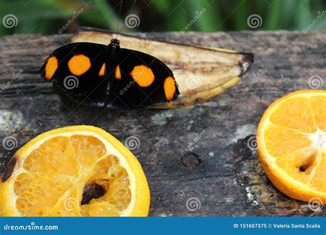 Black Butterfly With Orange Spots On Fruits Banana And Oranges Stock