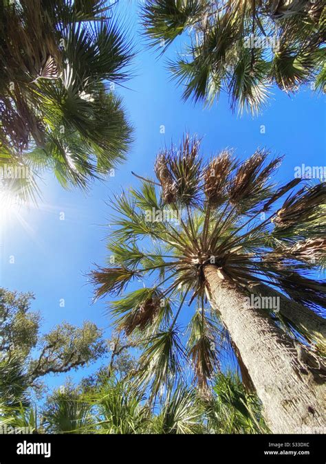 Low Angle View Of Palm Trees Stock Photo Alamy