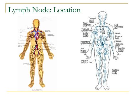 Lymph Node Location Chart Illustration Picture Of Lymphatic System