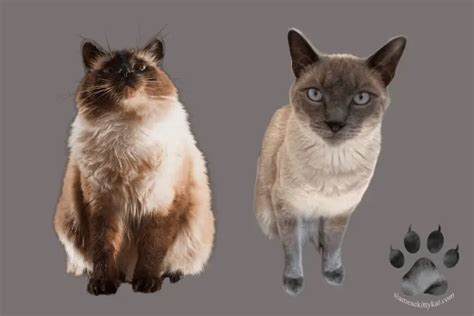 Balinese Vs Siamese Cats 7 Differences And Similarities
