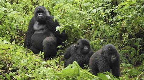 Types Of Gorillas Gorilla Trekking Tours Mountain Gorillas Lowland