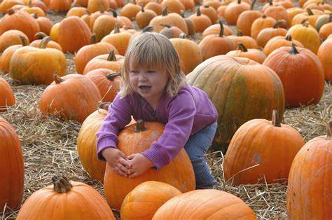 Pumpkin pet insurance plans have short waiting periods, no breed or age restrictions, and include preventative care coverage. Pumpkin Farm Insurance | Morency & Associates | 877-244-9090