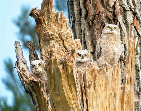 Three Great Horned Owl Babies Photograph By Judi Dressler Fine Art