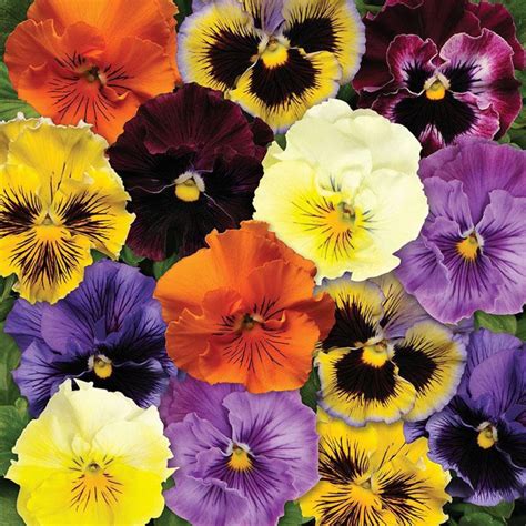 Pansy Frizzle Sizzle Series F1 100 Seeds Etsy