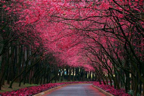 Worlds Most Beautiful Trees Photography Top 10