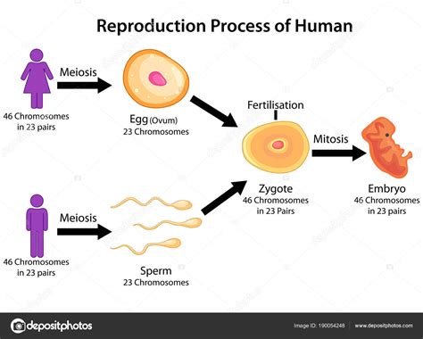 education chart of biology for reproduction process of human diagram stock vector image by