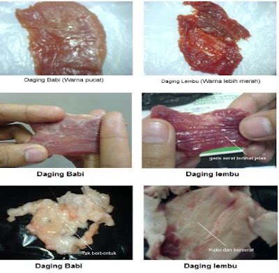 9 manfaat air mani pria jika diminum dan di oles pada kulit ternyata cukup ampuh loh untuk berbagai masalah kesehatan, gak percaya ? 6 Cara Asas Membezakan Daging LEMBU & BABI - NissaONisaa