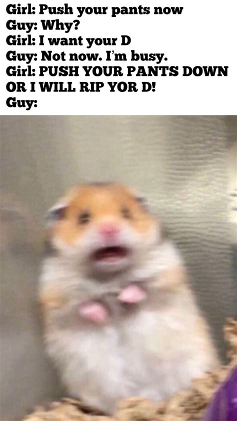 Honestly I Love This Hamster Meme By Crowse7en Memedroid