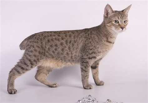 9 Spotted Cat Breeds With Pictures Pet Keen