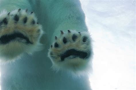 Tumblr Polar Bear Paw Cute Animals Polar Bear