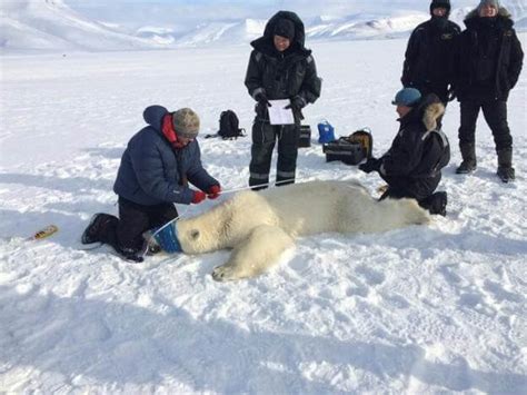 Why More Tourists More Polar Bear Killings In Norways Arctic Islands